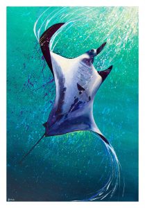 Manta ray artwork by Deep Impressions