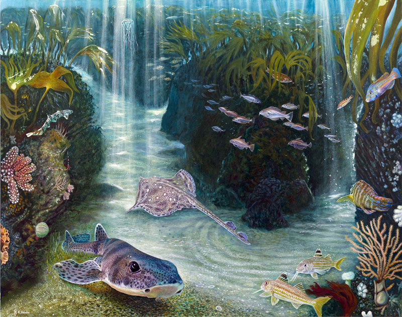 Deep Impressions Dogfish Gully