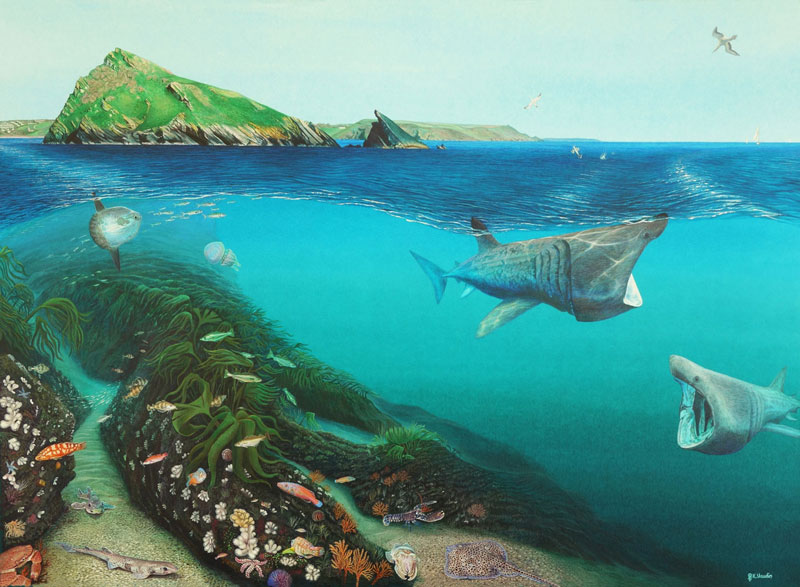 Mewstone Ledges Fine Art Print